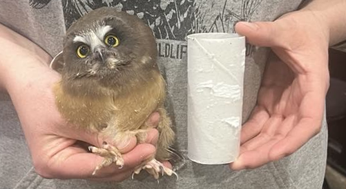 About the REGI Northern Saw-whet Owl (August) campaign on Bonfire 2