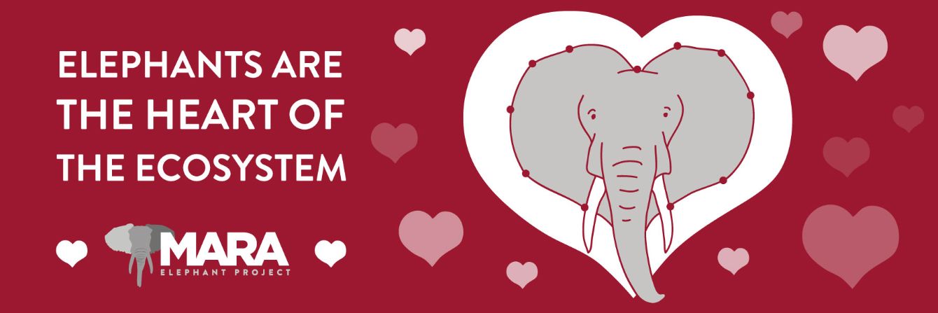 About the Elephants Are the Heart of the Ecosystem campaign on Bonfire 1