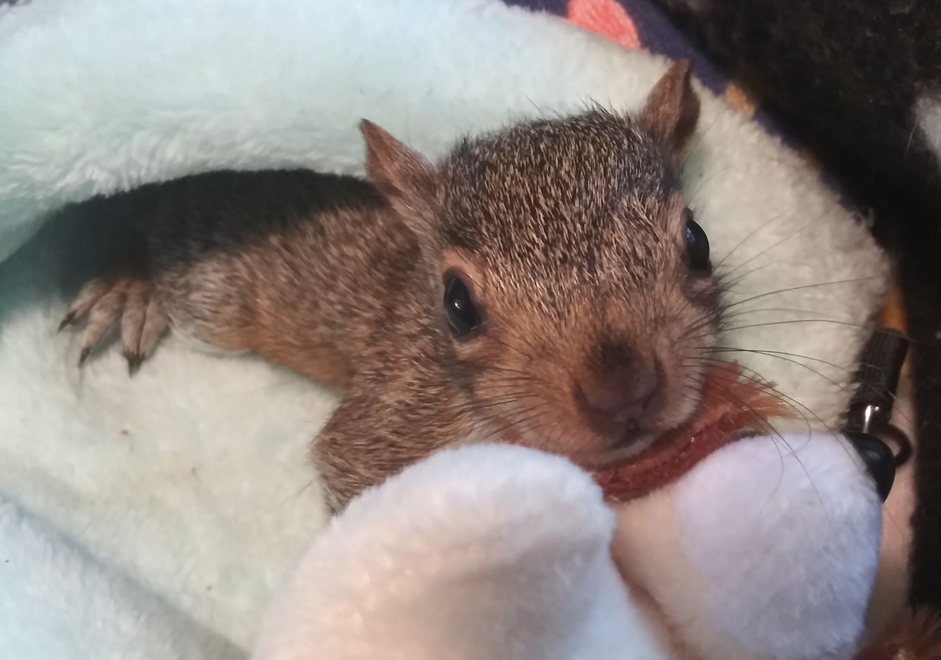 About the #SquirrellyAF | Rescue Rehab Release 3.0 campaign on Bonfire 2