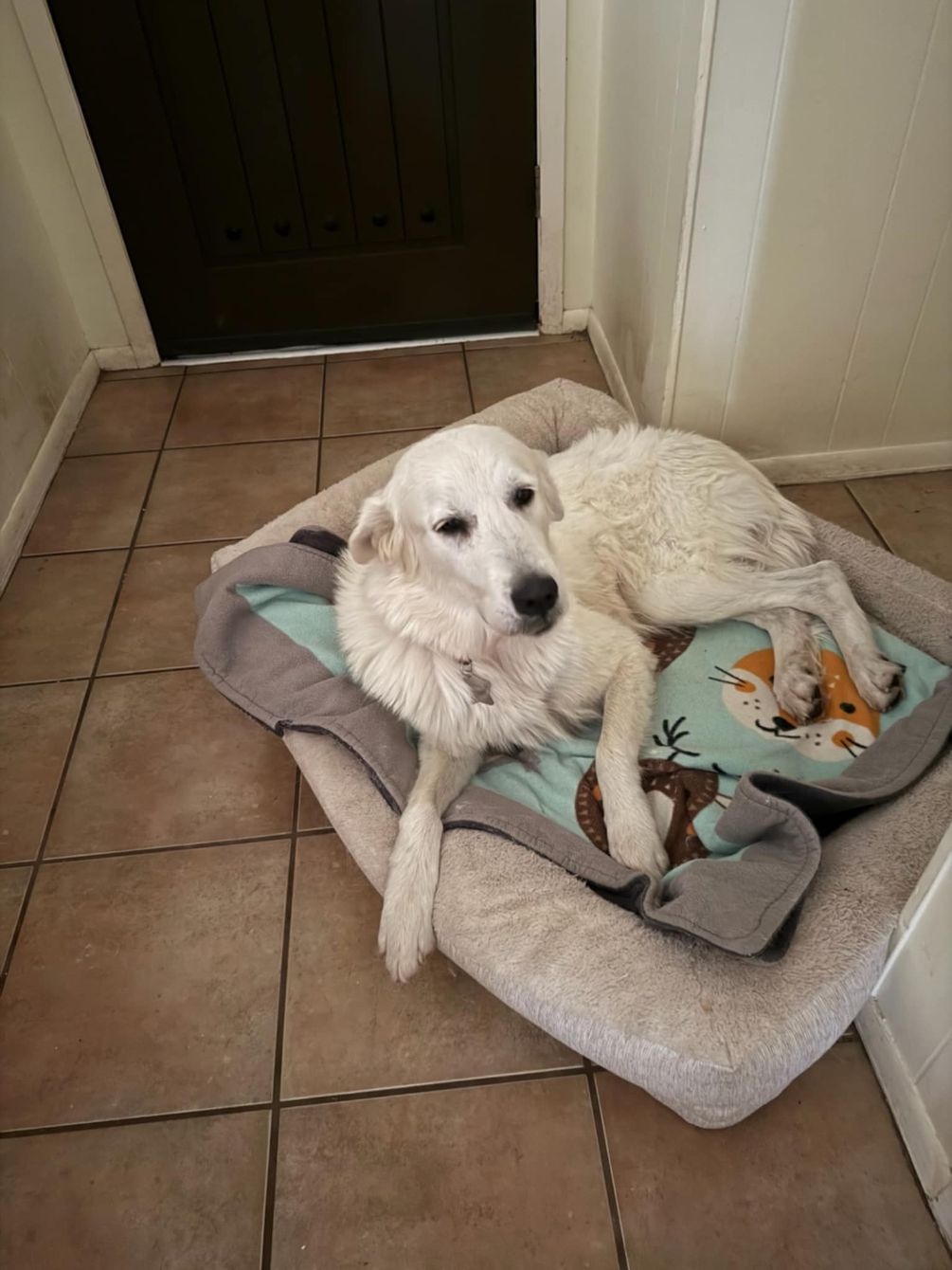 About the 2026 Pyr Protection Army campaign on Bonfire 2