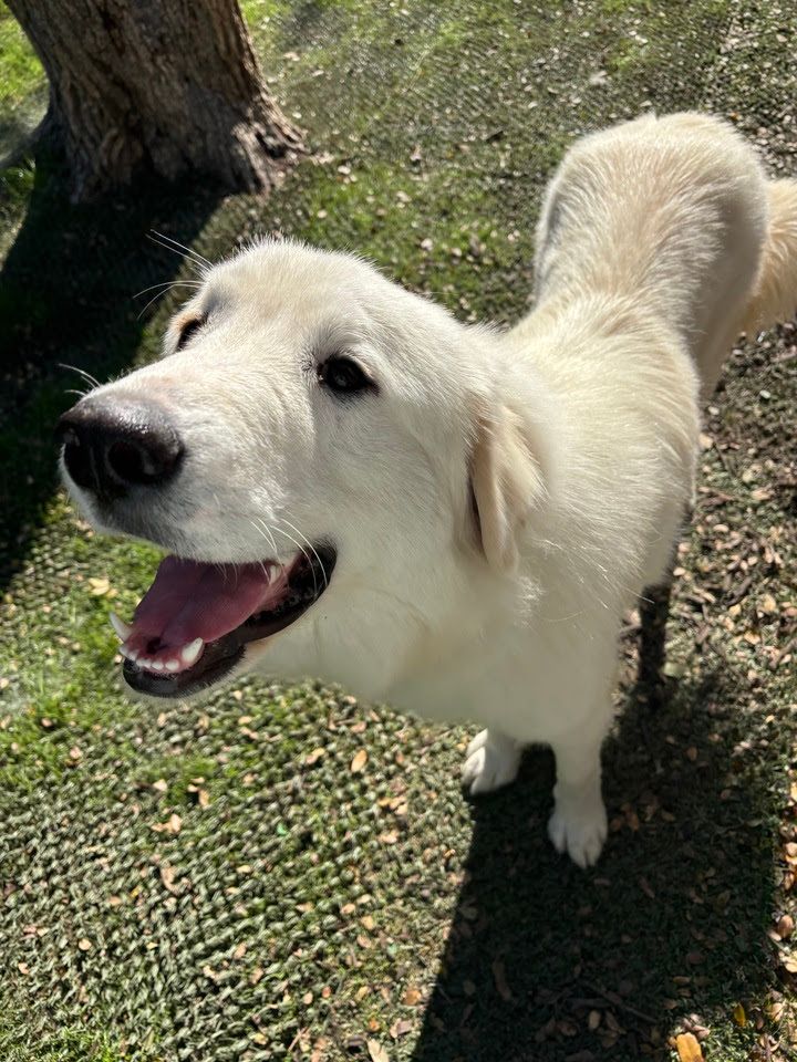 About the 2026 Pyr Protection Army campaign on Bonfire 6