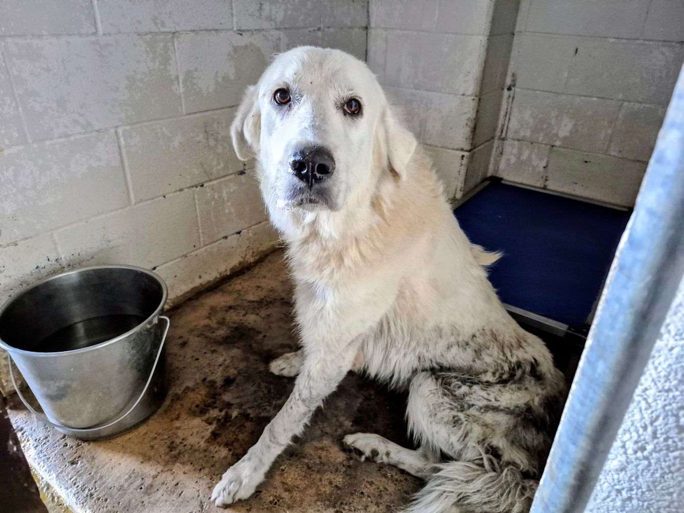 About the 2026 Pyr Protection Army campaign on Bonfire 5