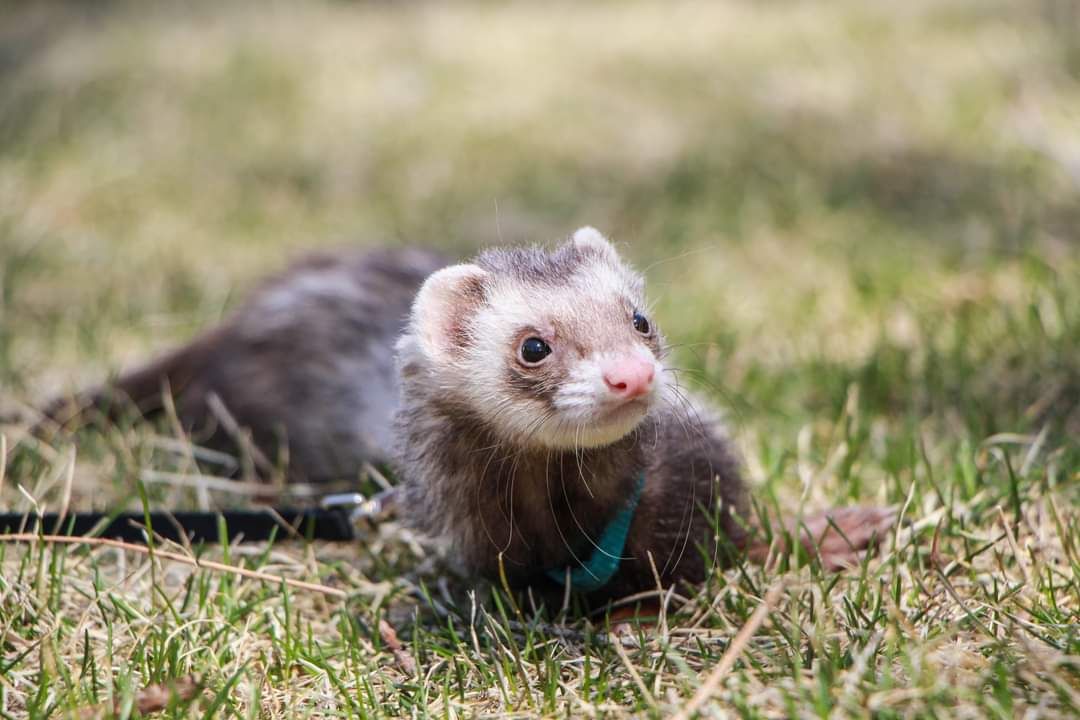 Fluffy Ferret Rescue