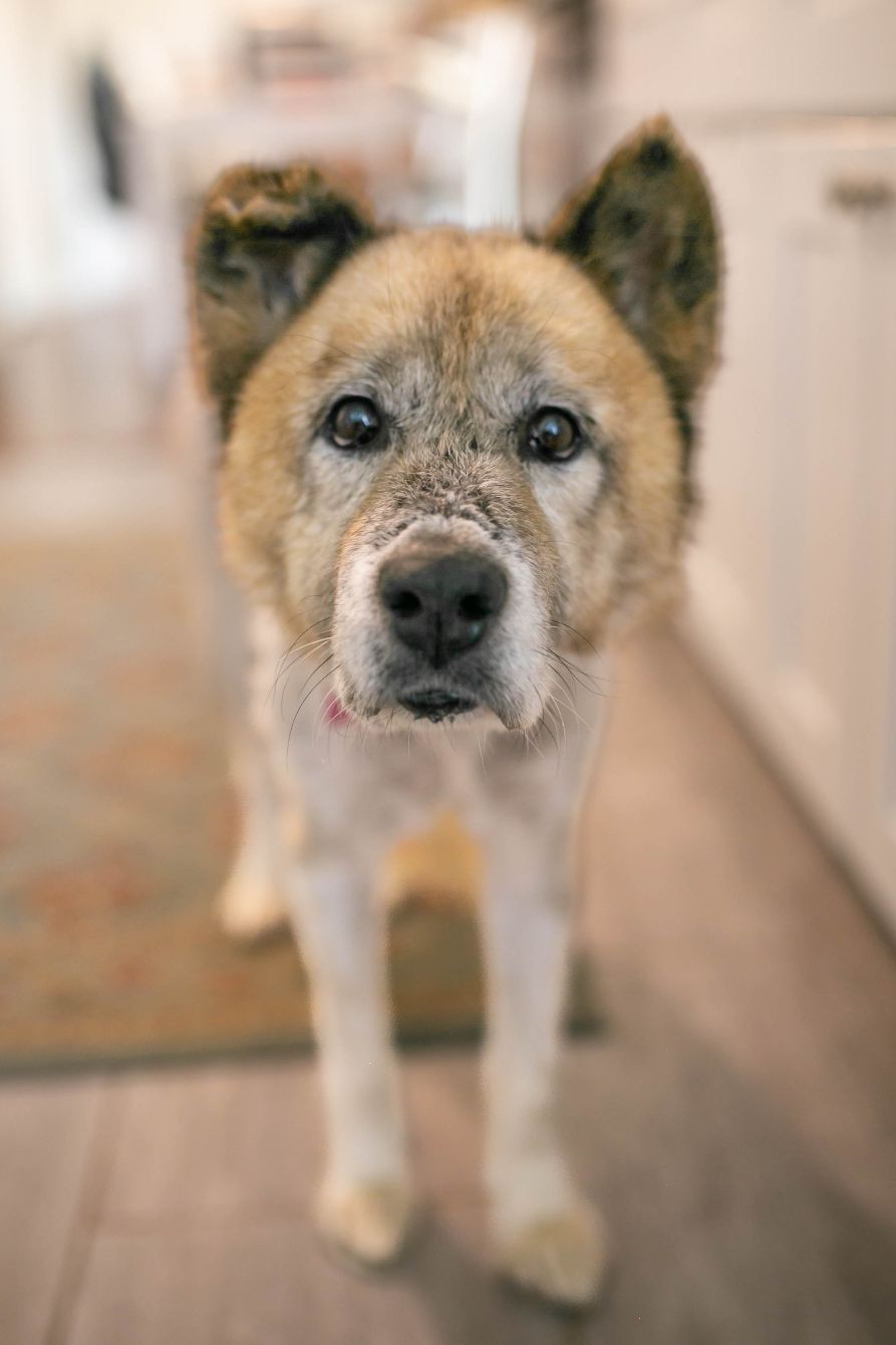 About the New Gray Logo T! campaign on Bonfire 3