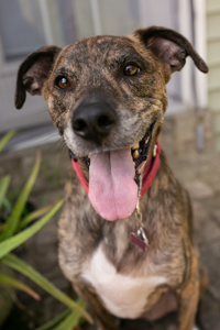 About the New Gray Logo T! campaign on Bonfire 4