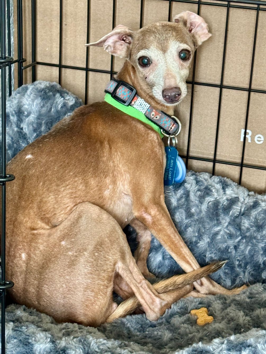 About the Helping Heal Iggys campaign on Bonfire 4