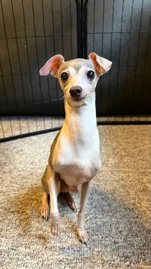 About the Helping Heal Iggys campaign on Bonfire 5