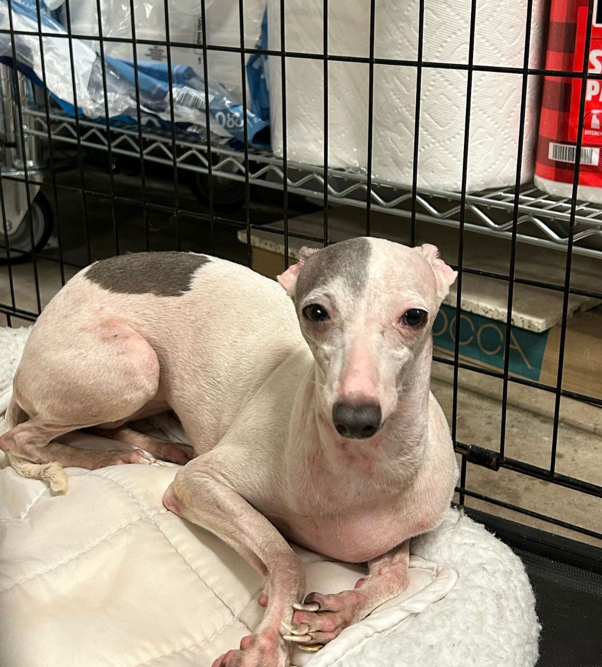 About the Helping Heal Iggys campaign on Bonfire 2