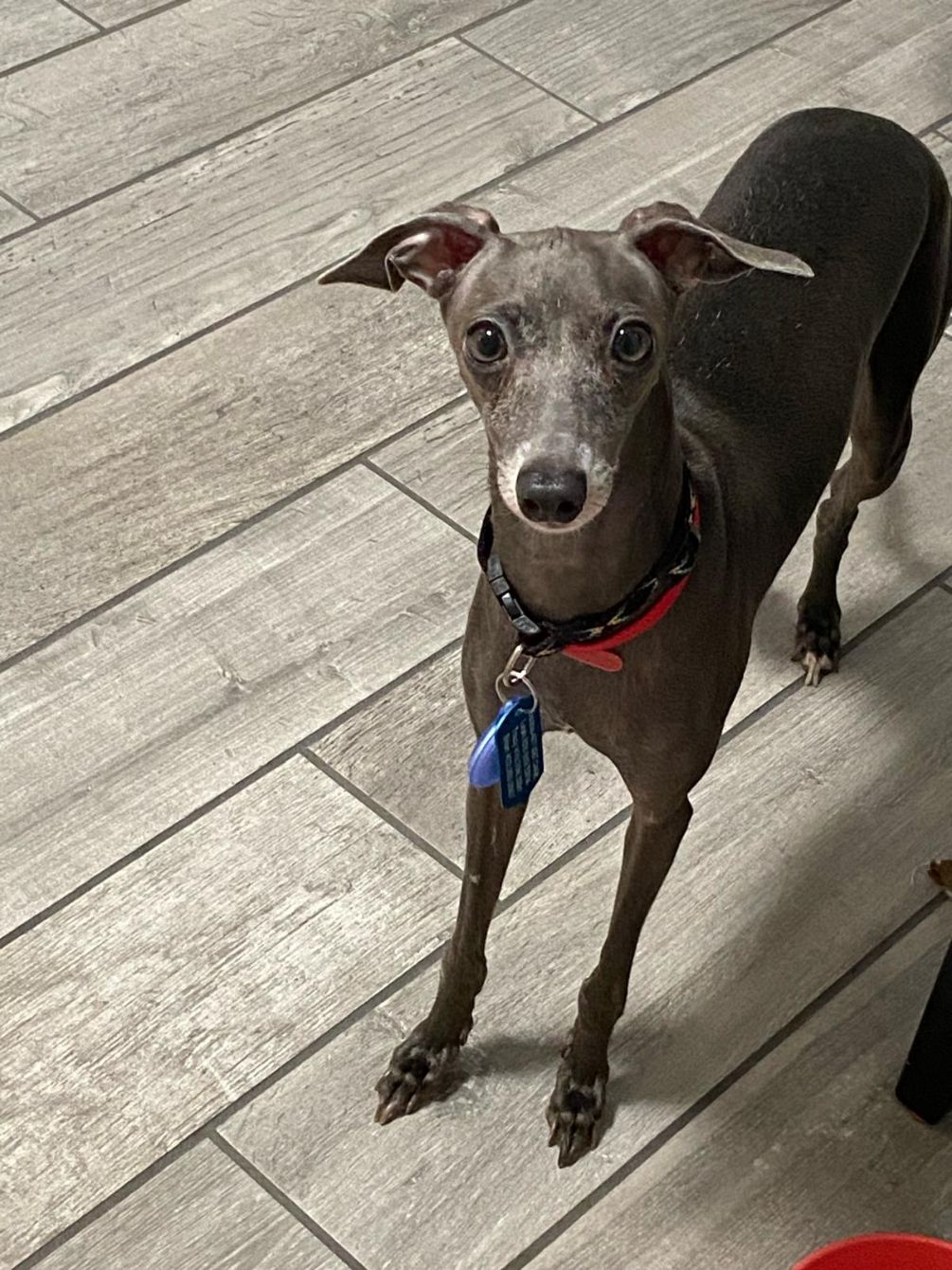 About the Helping Heal Iggys campaign on Bonfire 3