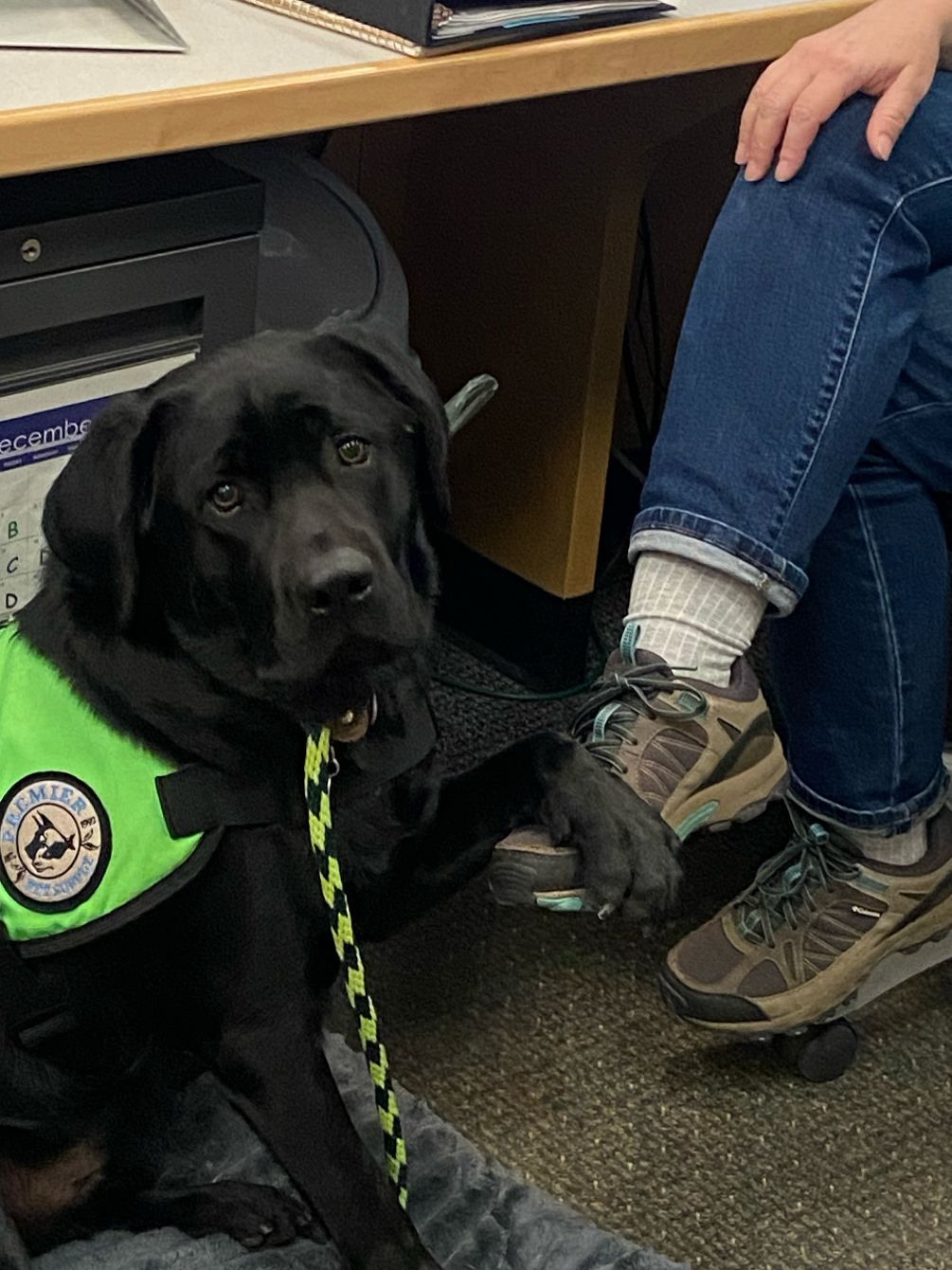 About the Support Dog T-Shirts: Beverly's Bo campaign on Bonfire 2