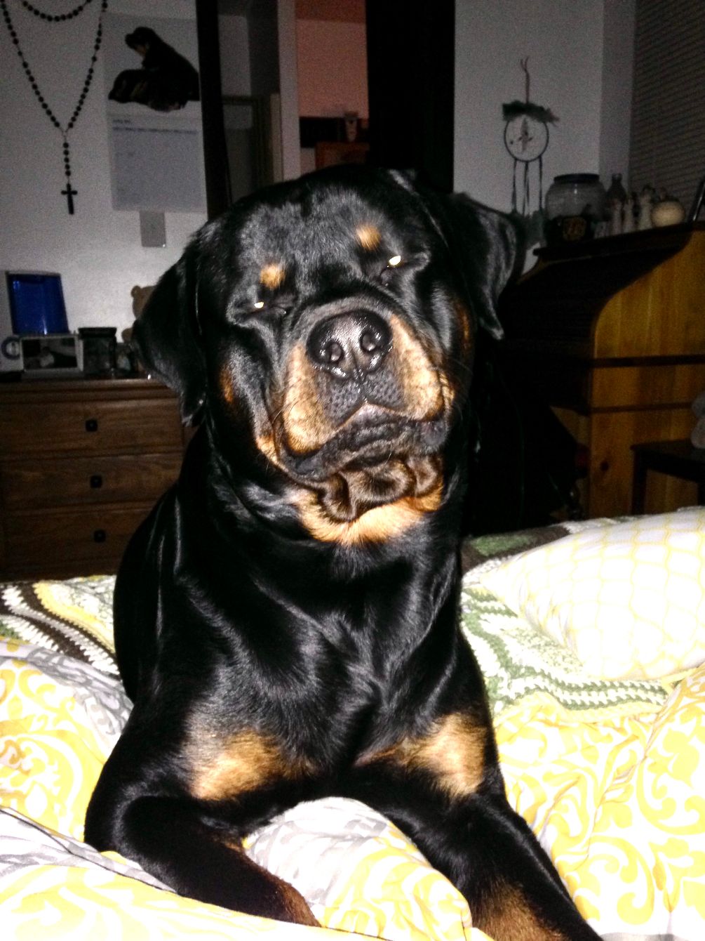 About the Army's Legacy 5th Anniversary campaign on Bonfire 2