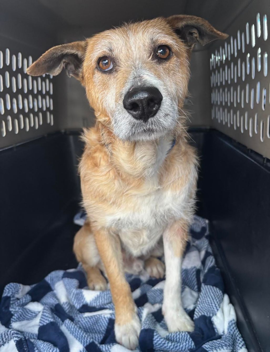 About the Love Leo Rescue - Shirt Shop campaign on Bonfire 4