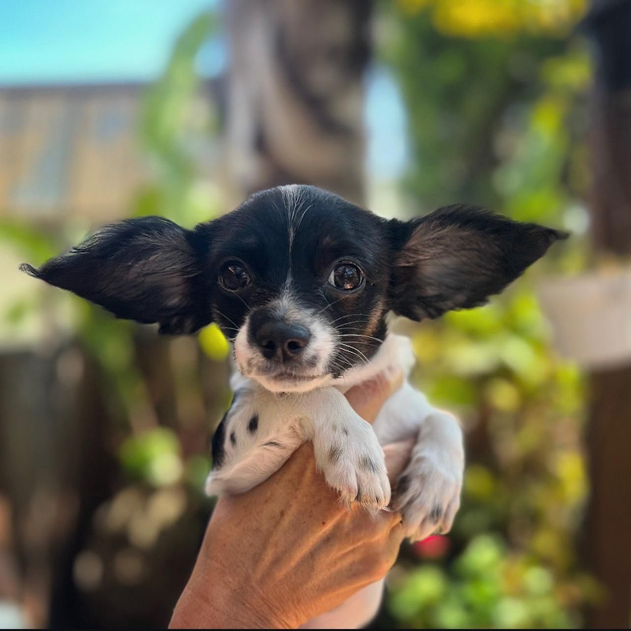 About the Love Leo Rescue - Shirt Shop campaign on Bonfire 3