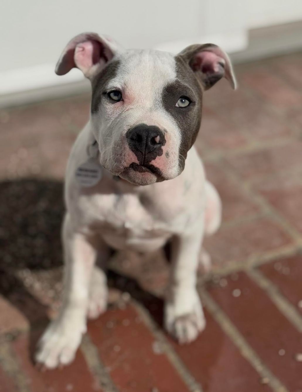 About the Love Leo Rescue - Shirt Shop campaign on Bonfire 2