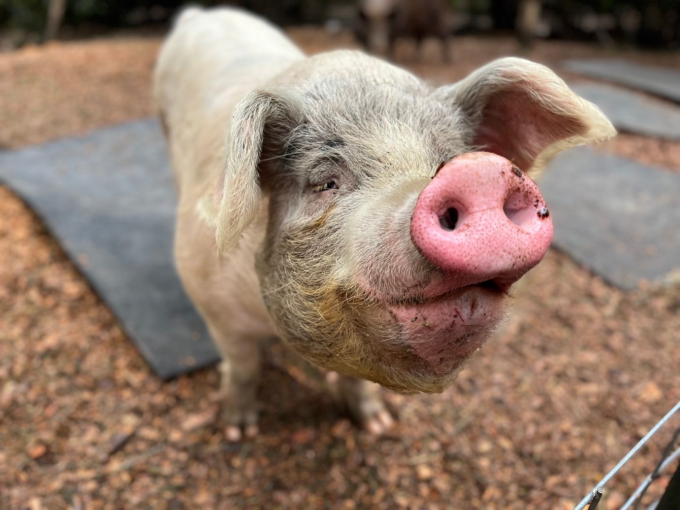 About the Be Kind to Every Kind campaign on Bonfire 2