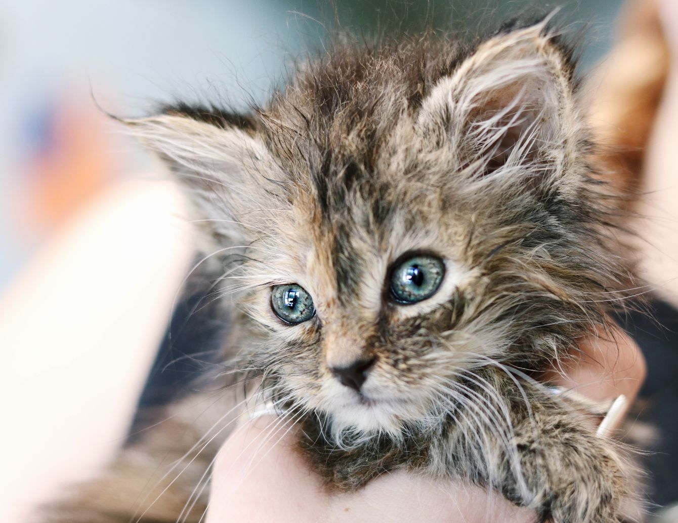 About the Brother Wolf Kitten Season is here!  campaign on Bonfire 2