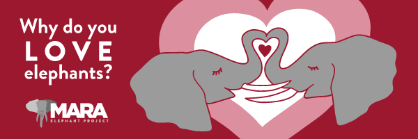 About the Why Do You Love Elephants? campaign on Bonfire 1