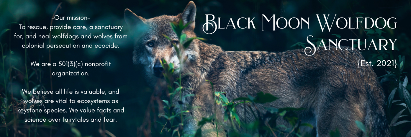 About the Witches for Wolves campaign on Bonfire 2