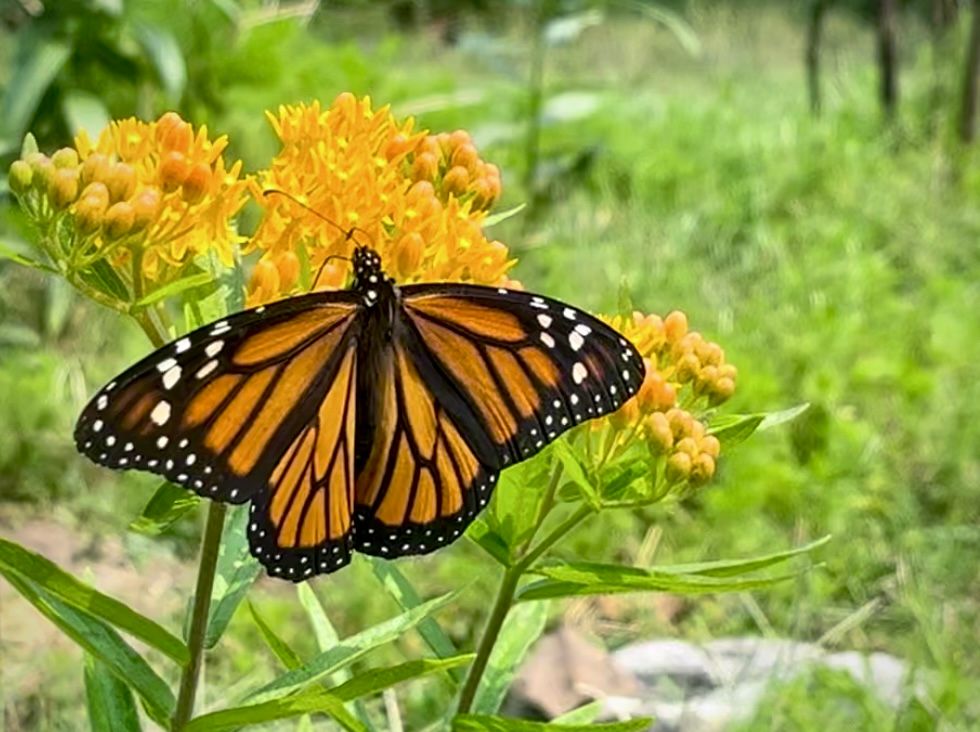 About the Monarchs Not Kings (white text) campaign on Bonfire 1