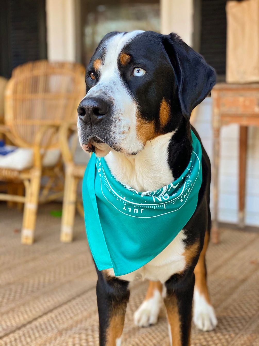 About the Delilah the Notch Dog's Helene Fundraiser campaign on Bonfire 2