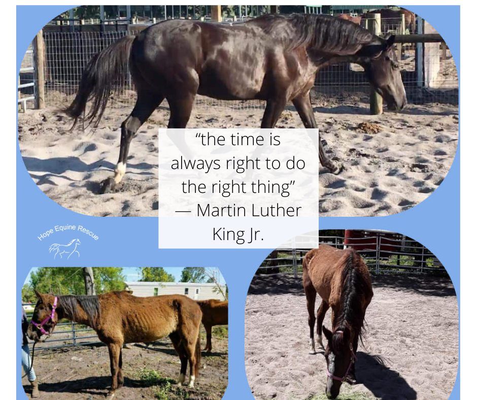 About the  campaign on Bonfire 2