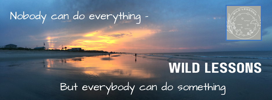 About the  campaign on Bonfire 2