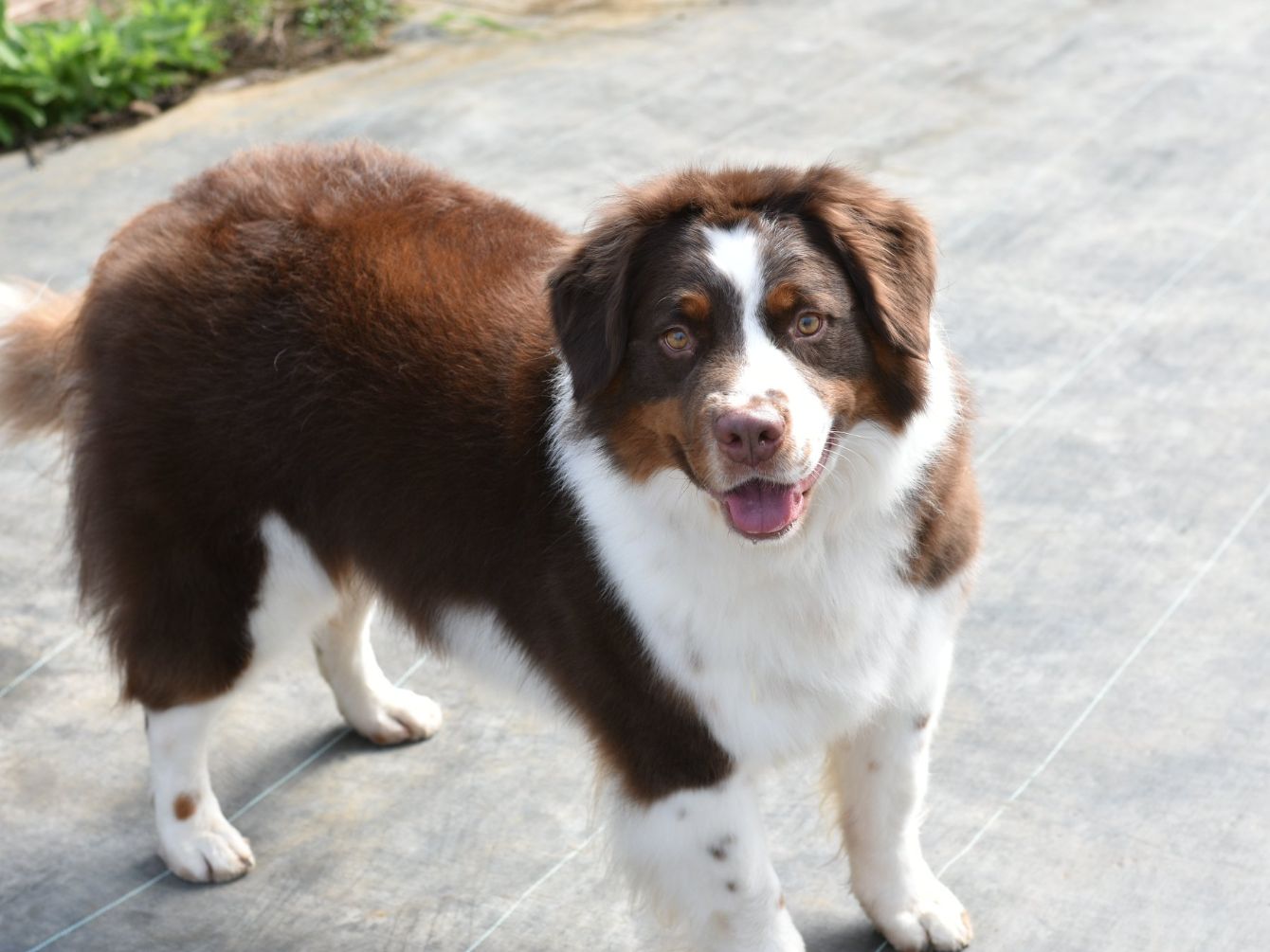 my way home dog rescue