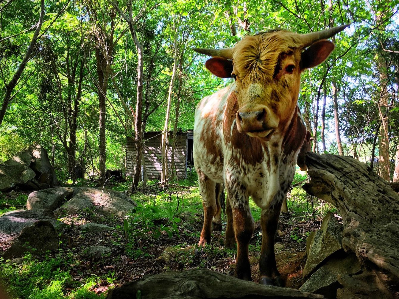 About the Graze Against The Machine FU Shirts campaign on Bonfire 3