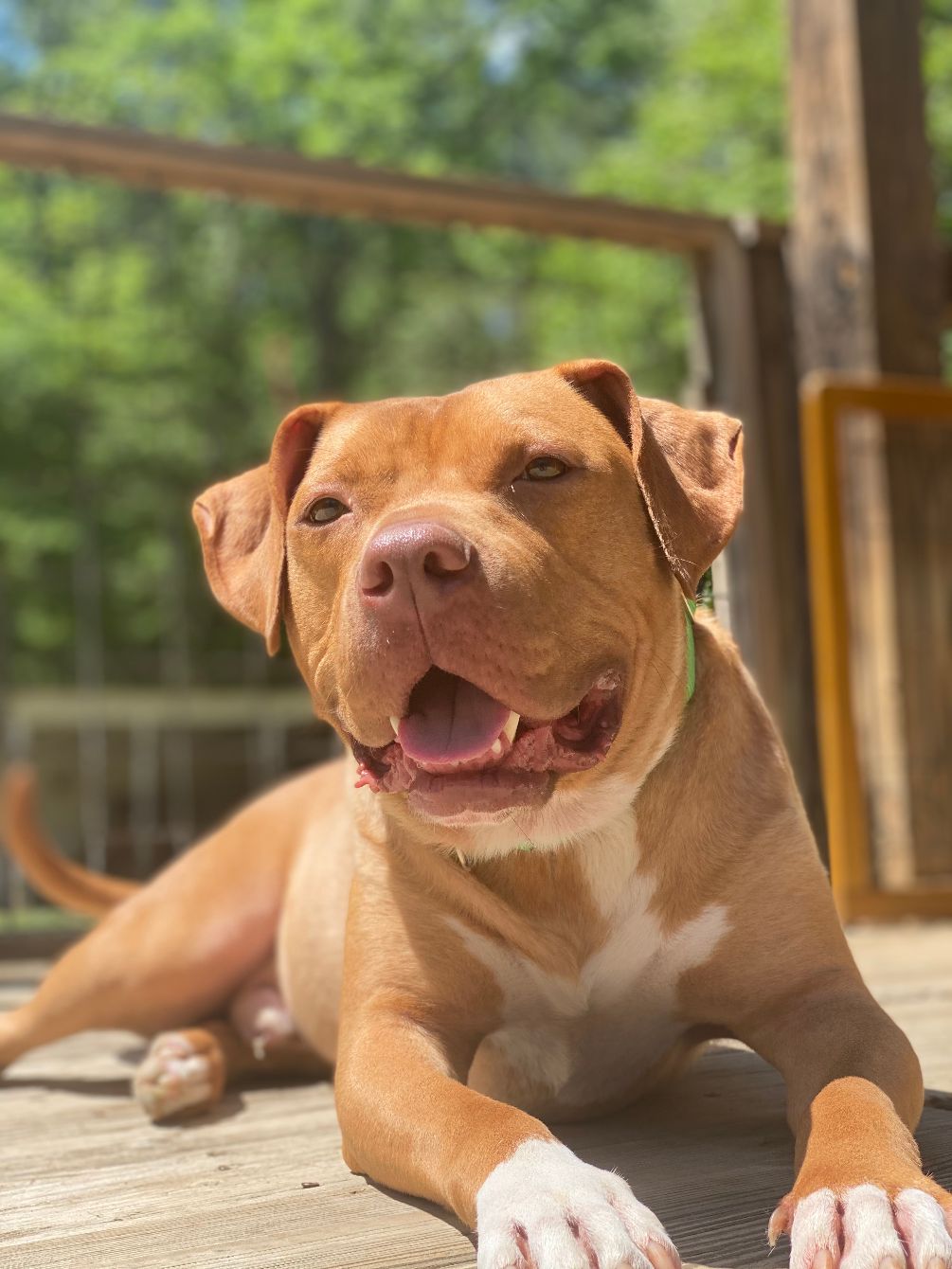 Charley's K-9 Rescue Bonfire