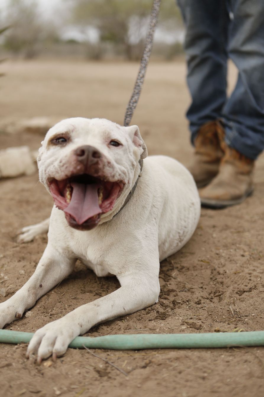 About the YAQUI IS LOVE - WHITE LOGO campaign on Bonfire 2