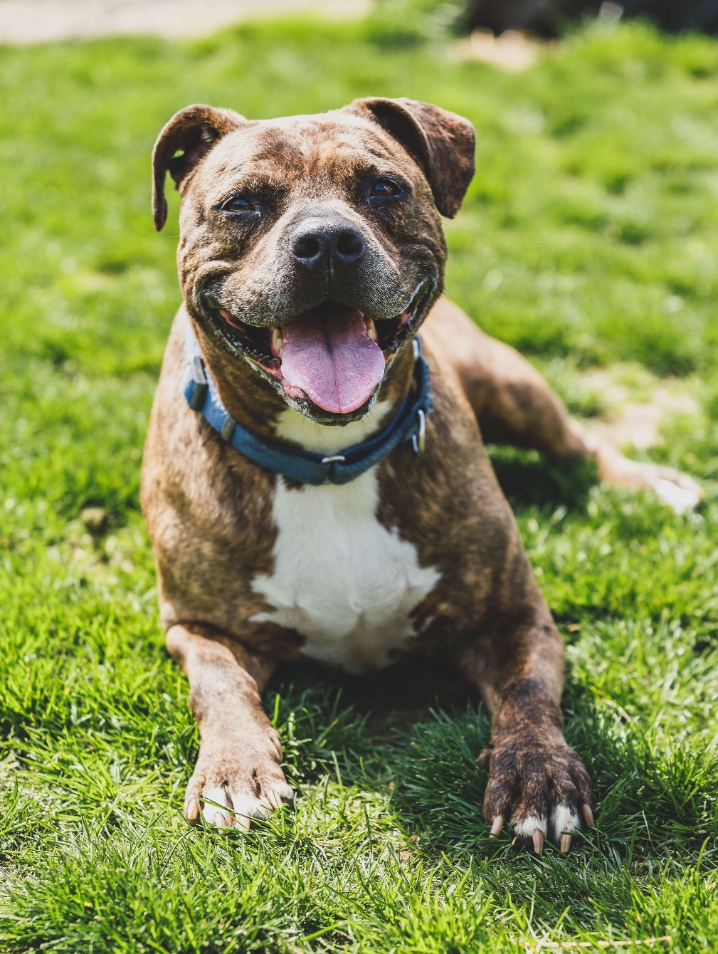 About the Beaver County Humane Society campaign on Bonfire 2