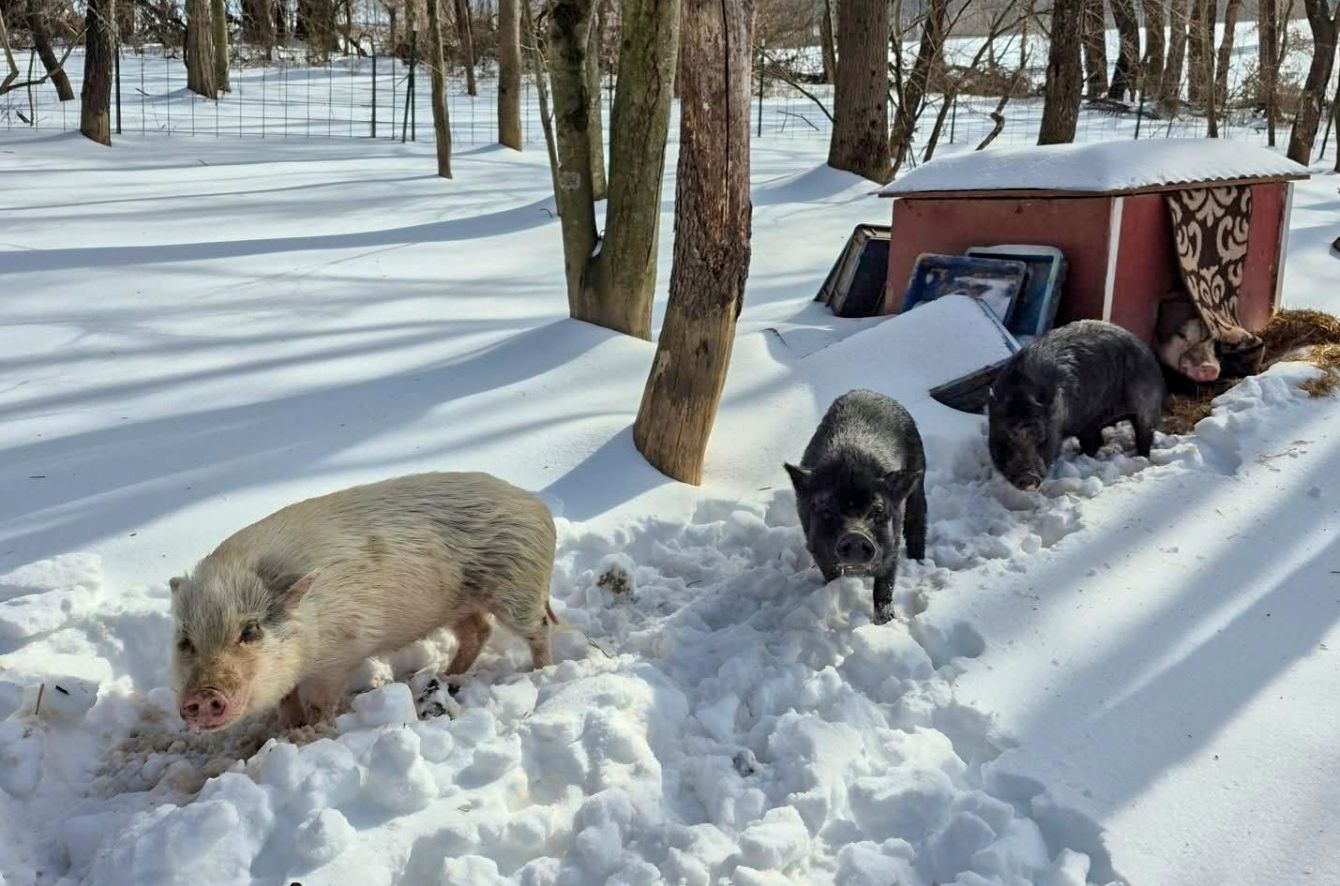 About the Wish it was Spring Tie Dyes for WRFAS campaign on Bonfire 2