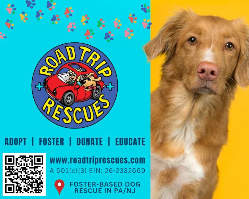 About the Road, White and AROO! RTR Summer Fundraiser campaign on Bonfire 2