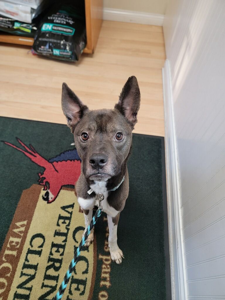 About the Help Us Say Yes campaign on Bonfire 2