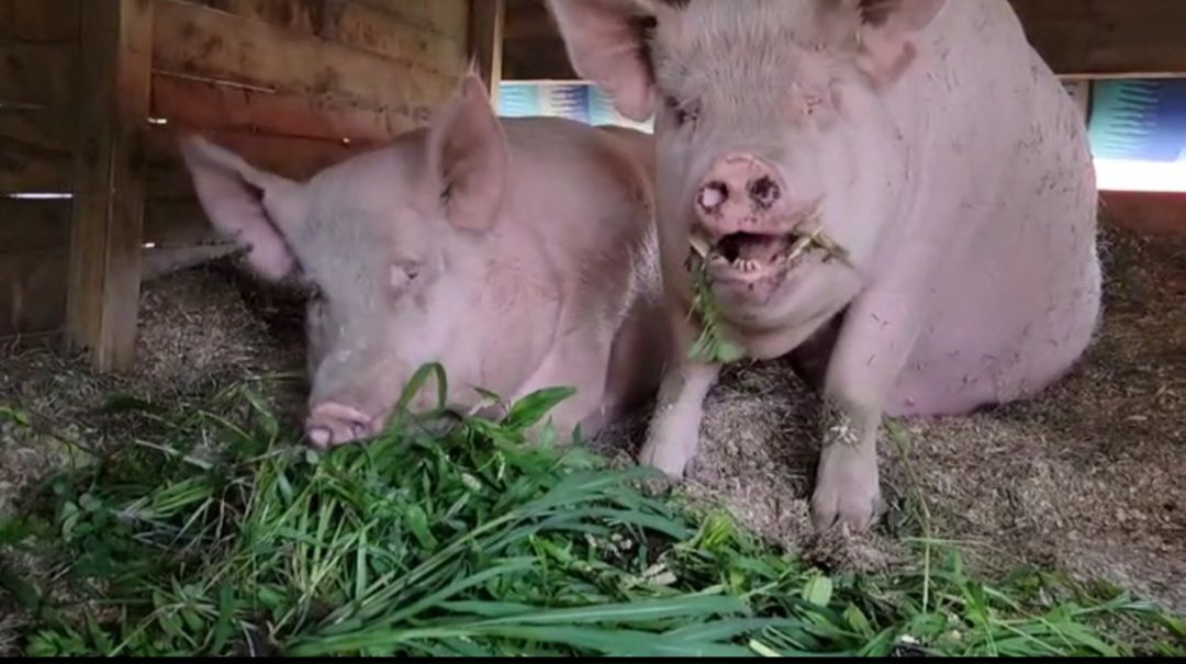 About the Friends not Food campaign on Bonfire 2