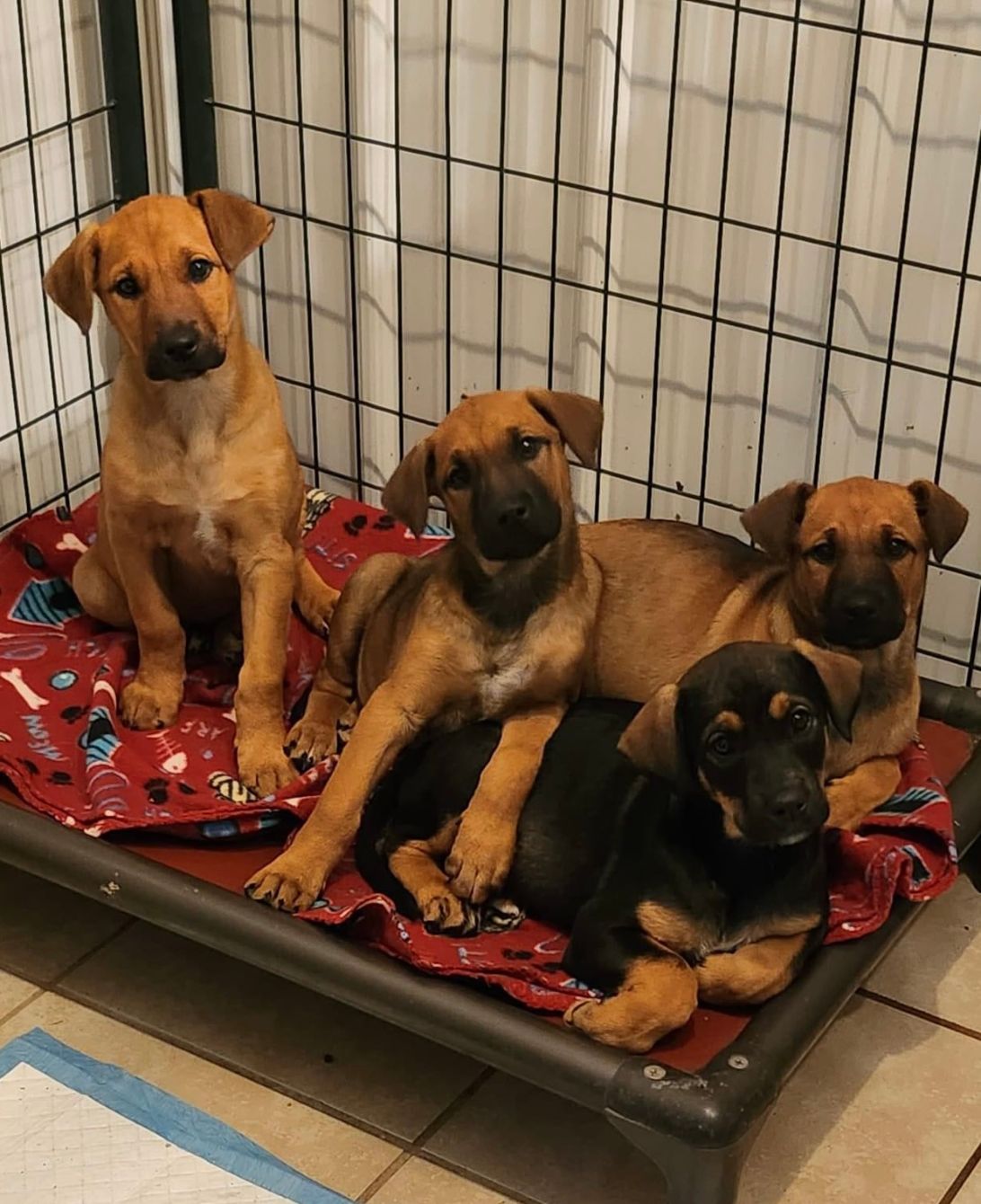 About the Get your f*cking cats & dogs fixed! campaign on Bonfire 4