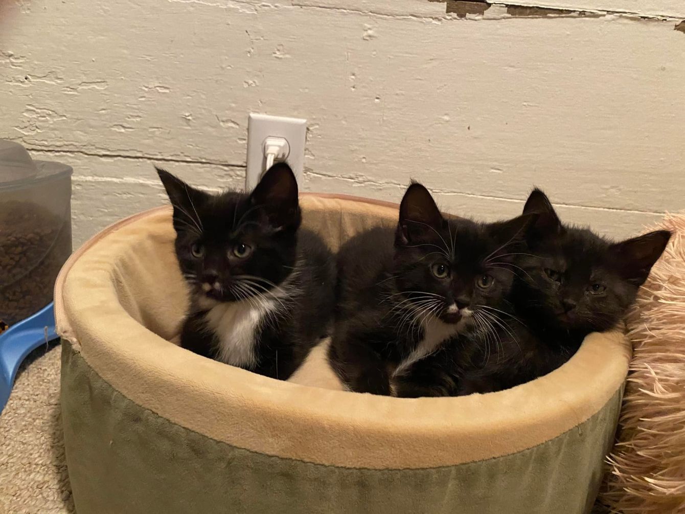 About the Get your f*cking cats & dogs fixed! campaign on Bonfire 3