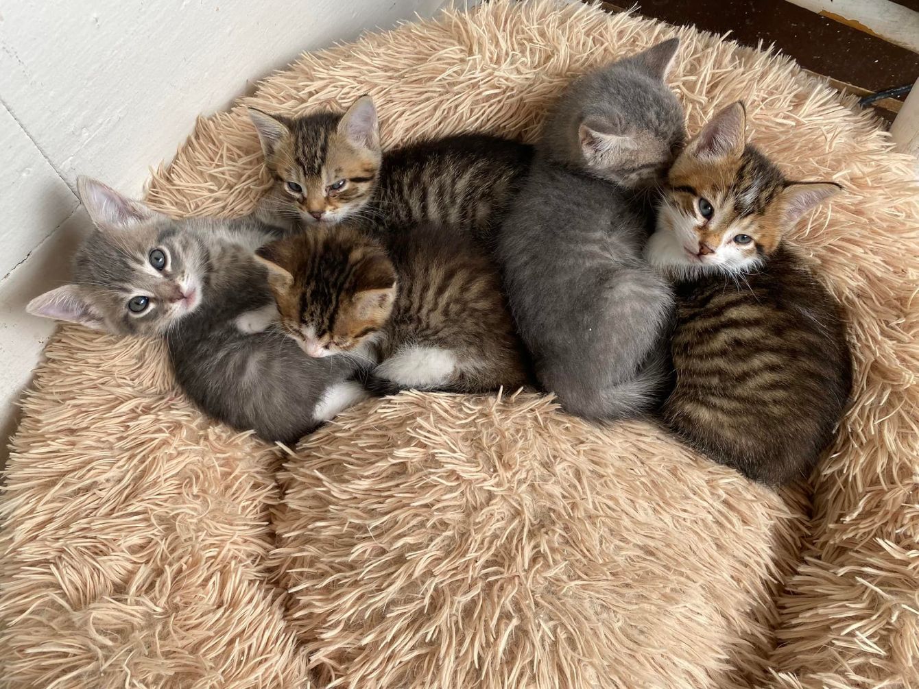 About the Get your f*cking cats & dogs fixed! campaign on Bonfire 2