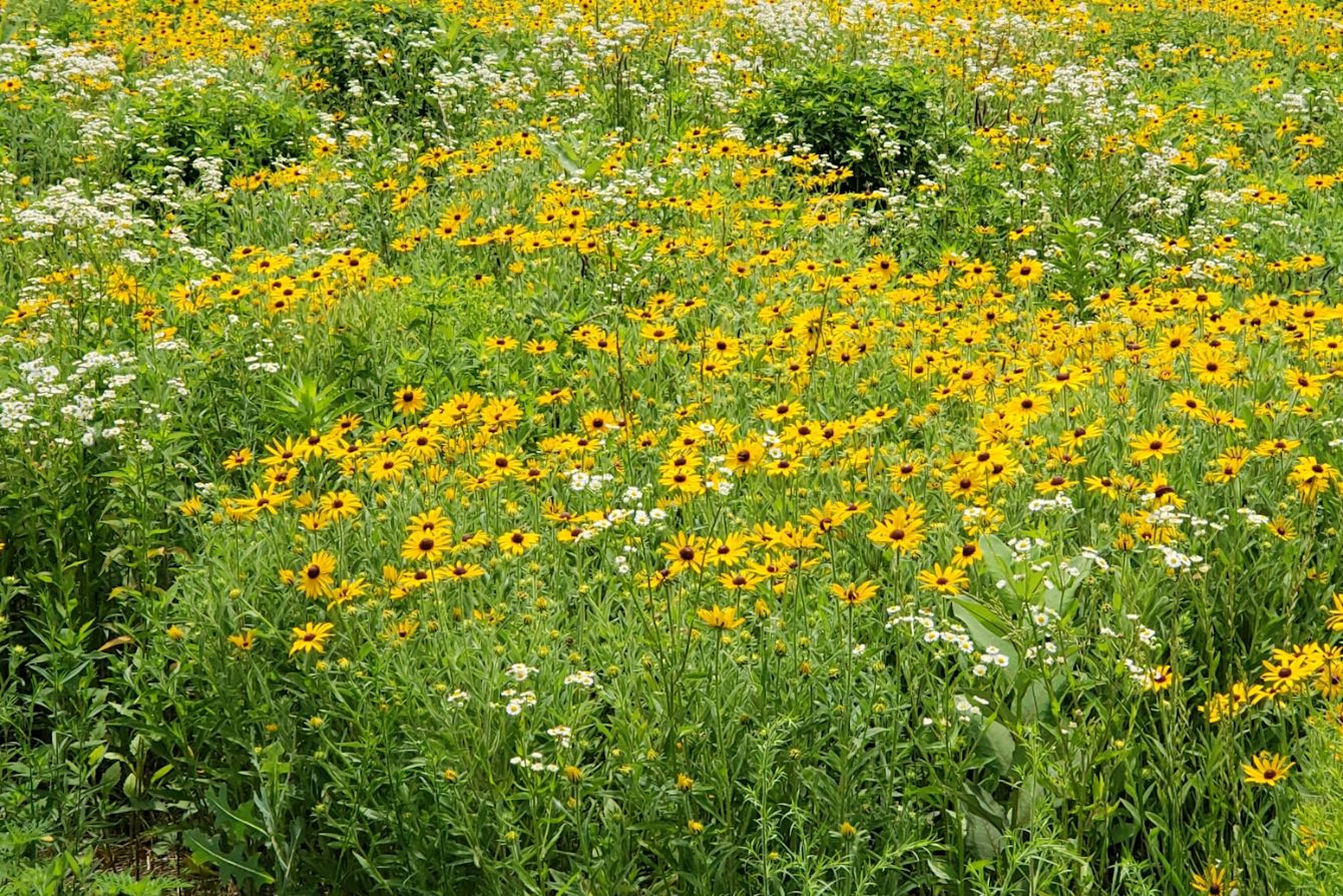 About the Black-eyed Susan T-shirt campaign on Bonfire 2