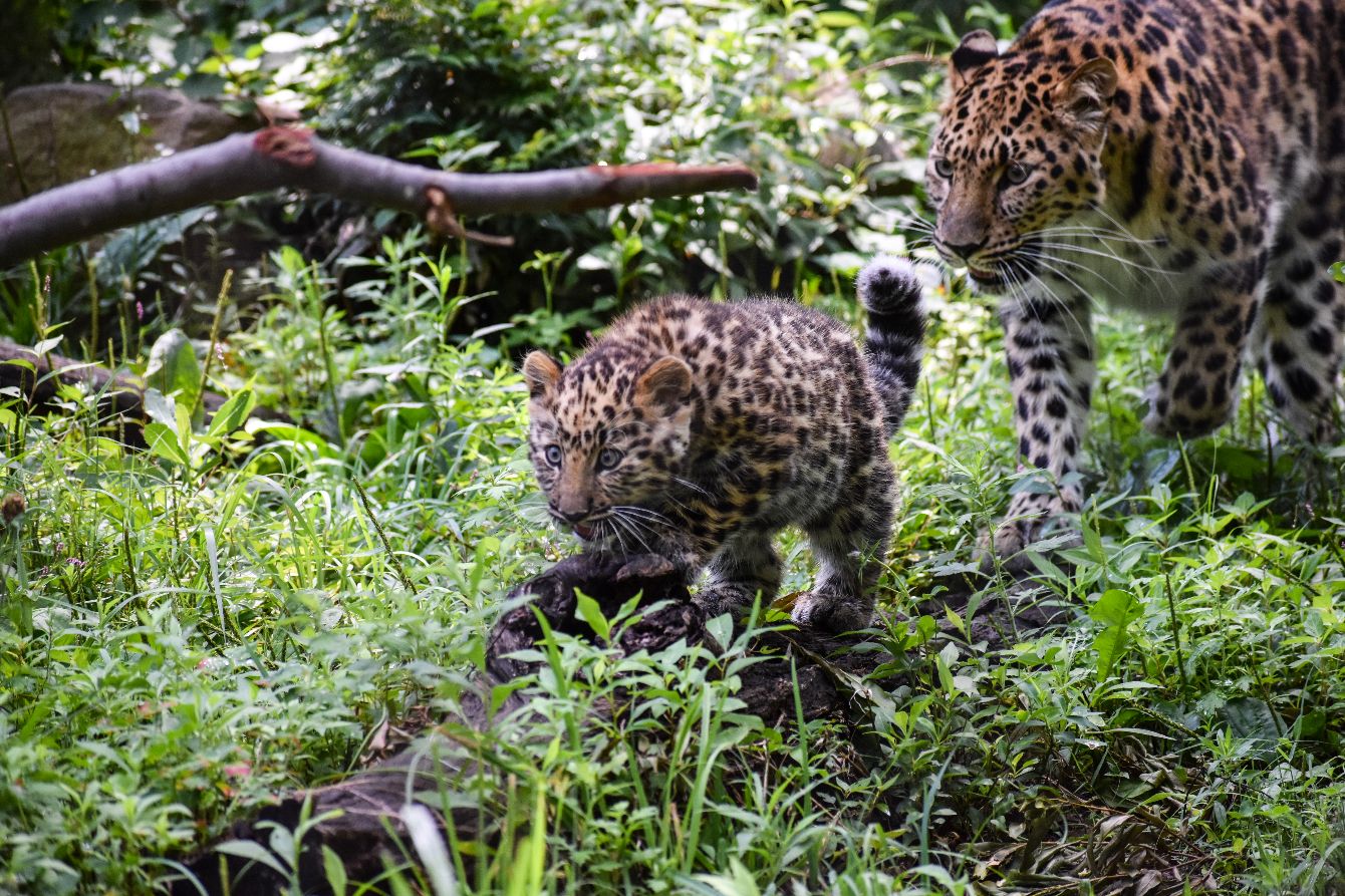 About the Endangered Species campaign on Bonfire 2