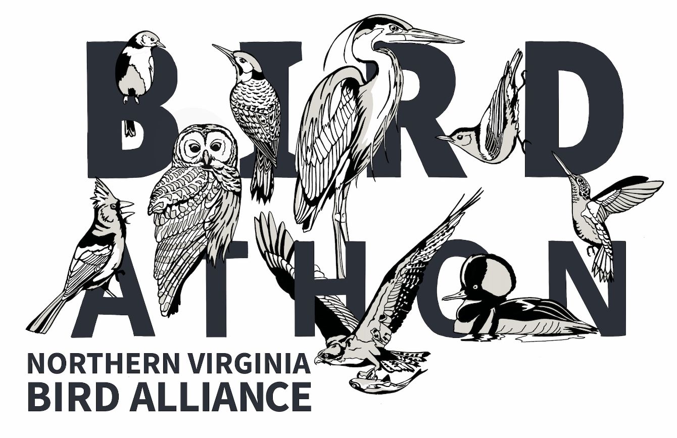 About the NVBA Birdathon - Dark campaign on Bonfire 2