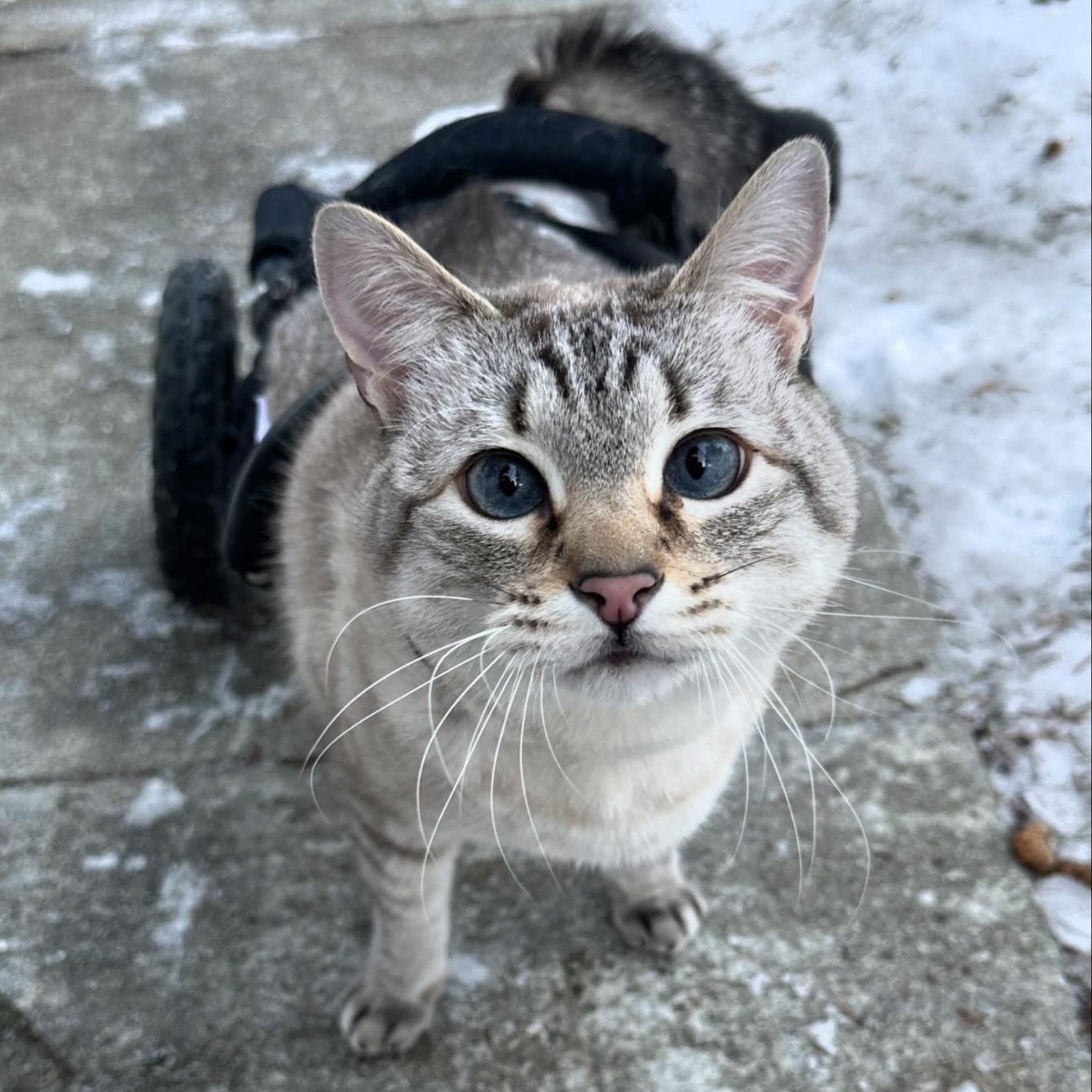 About the HarPURR?s Mission Purrseveres campaign on Bonfire 2