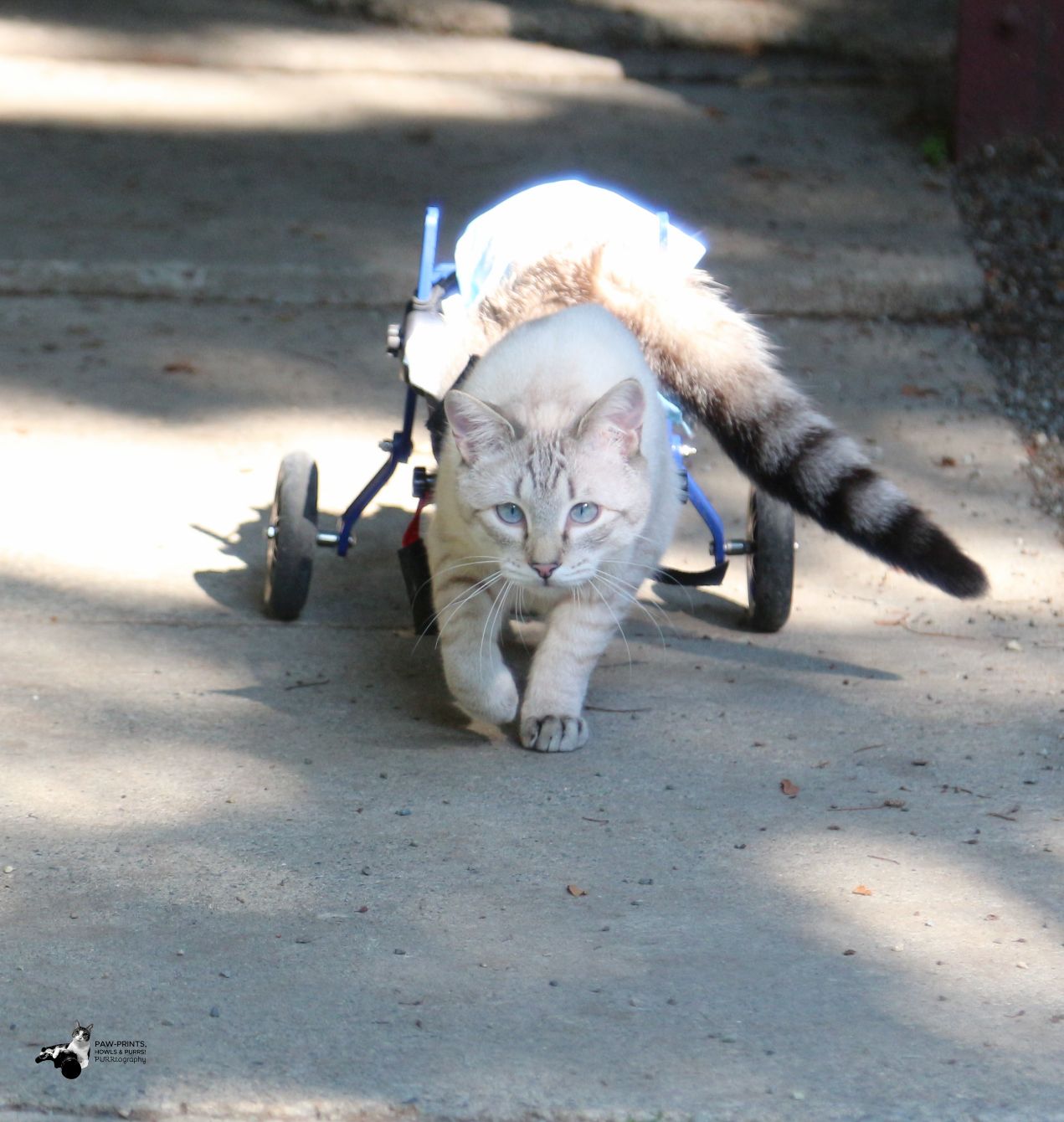 About the HarPURR?s Mission Purrseveres campaign on Bonfire 3