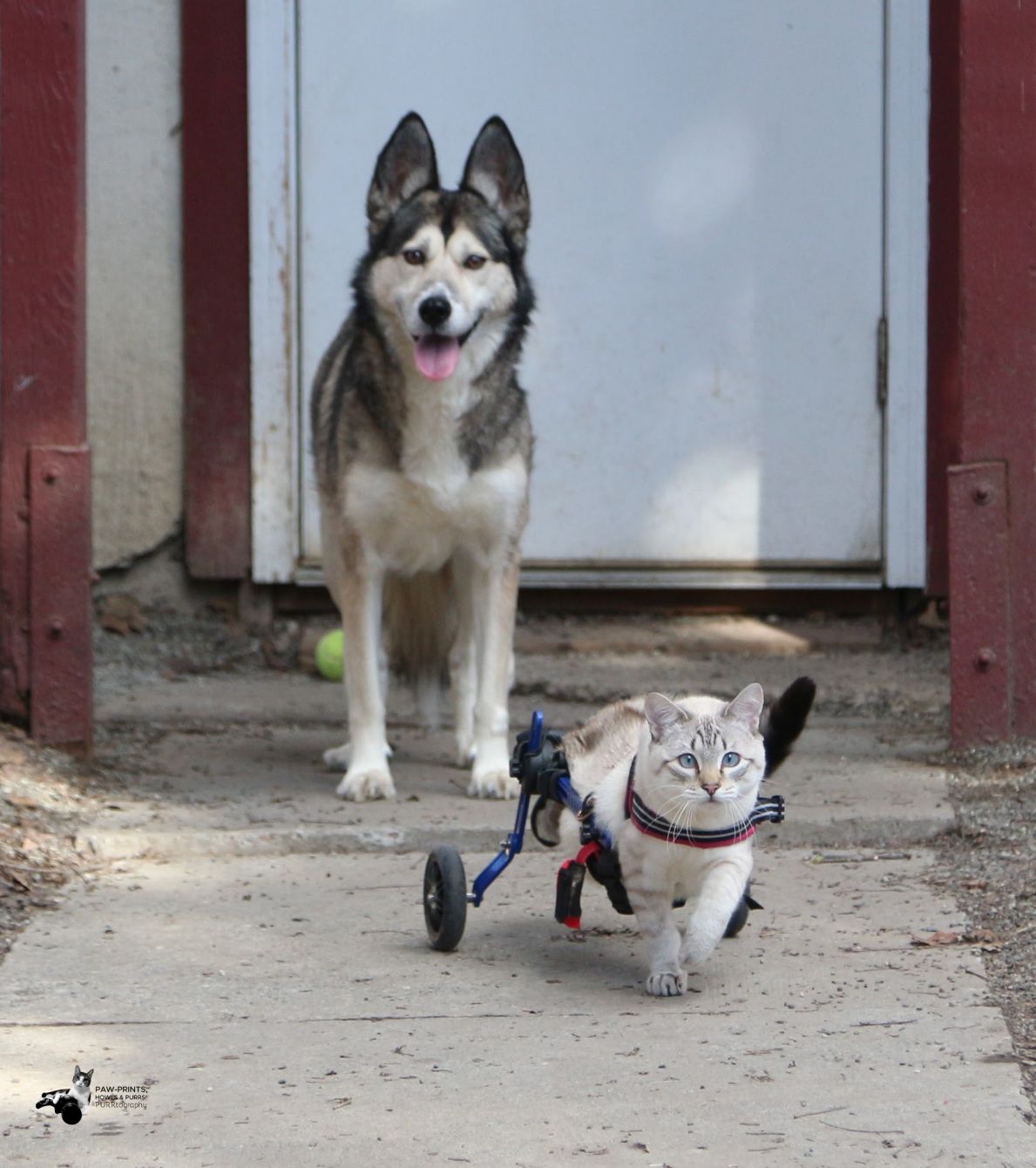 About the HarPURR?s Mission Purrseveres campaign on Bonfire 4