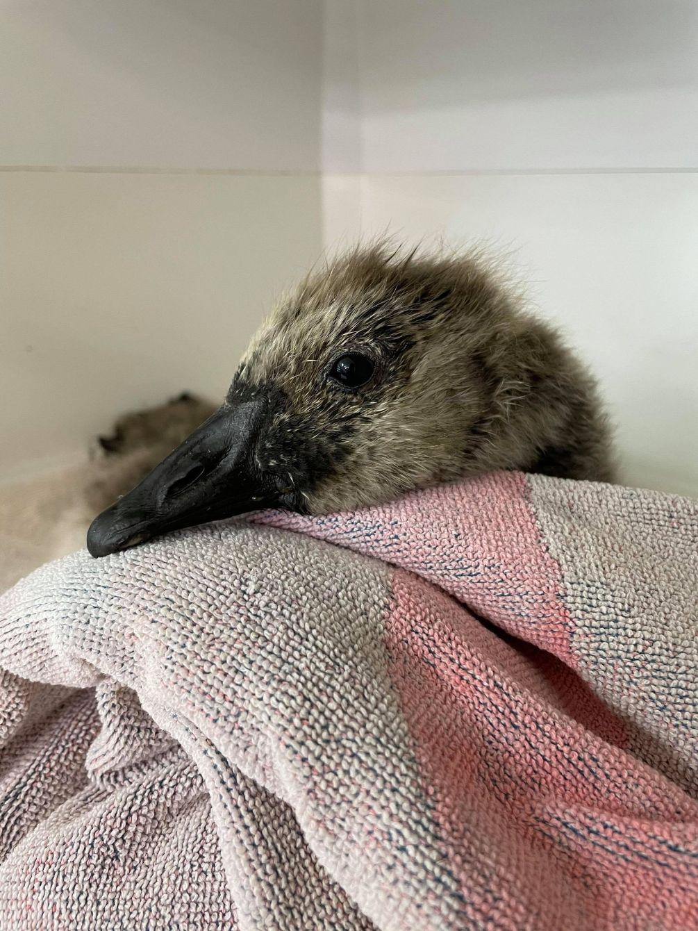 About the Give Geese a Chance (colorized)  campaign on Bonfire 2