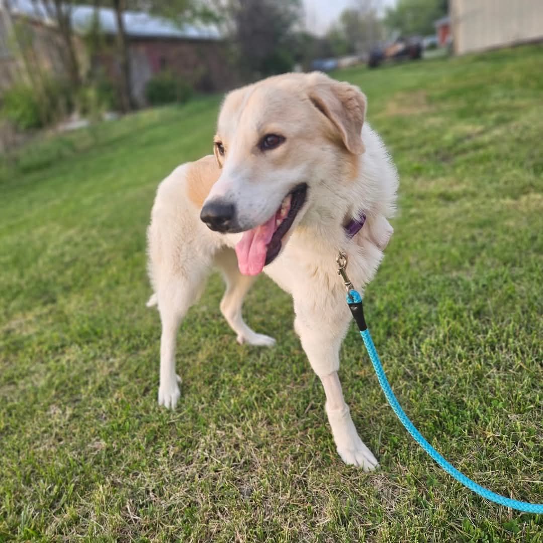 About the Third annual t-shirt fundraiser campaign on Bonfire 2