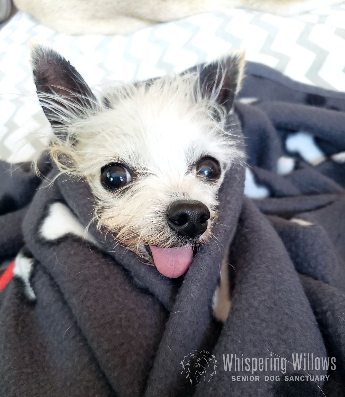 About the Pocket Full of Sunshine!  campaign on Bonfire 2