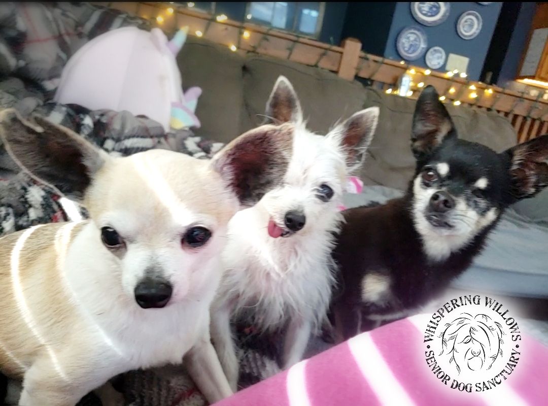 About the Pocket Full of Sunshine!  campaign on Bonfire 6