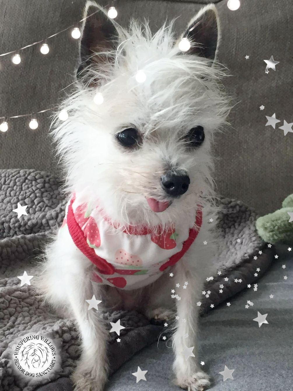 About the Pocket Full of Sunshine!  campaign on Bonfire 3