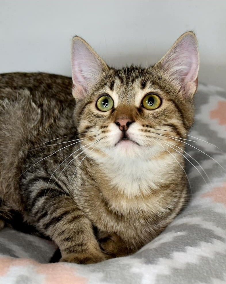 About the  campaign on Bonfire 2